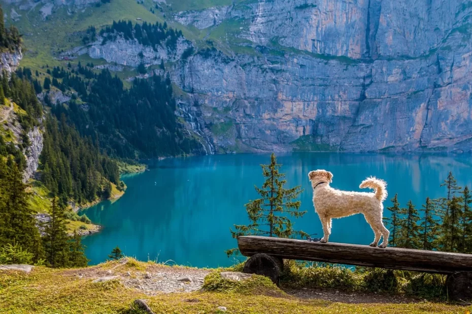 Embarking on an International Trip with Your Best Pet Companion